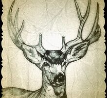 Buck deer drawing by RobCrandall