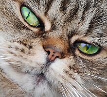 The Cat's Whiskers by incurablehippie