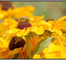 Bee Love Affair by Cherubtree