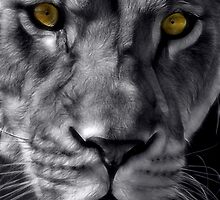 Masozi by Mundy Hackett