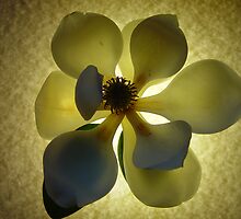 A flowering tree Guess What it is? by RealPainter