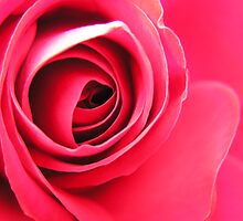The Rose by Jo Young