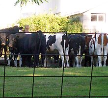 cow looking at me while i'm looking at them... by Michelle BarlondSmith