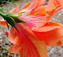 In Back of the Bloom by Rosalie Scanlon