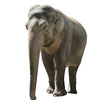 Isolated young african elephant on white by peterwey