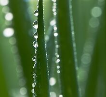Rain in the garden by Ryan Carter