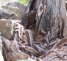 How are the mighty fallen. by Linda Ragatz