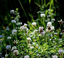 White Clover by Kathleen Daley