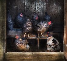 Animal - Chicken - The Hen House by Mike Savad