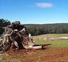Graveyard for the Unwanted Trees by Bethany Peiper