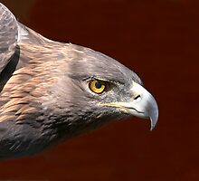 Golden Eagle - Look of Determination by John Absher