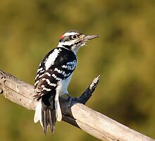 Downy Woodpecker by Gregg Williams