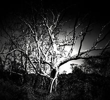 Hallow Tree by Chris Summerville