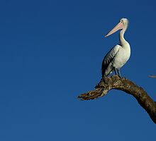 Peaceful Pelican by Michael Humphrys