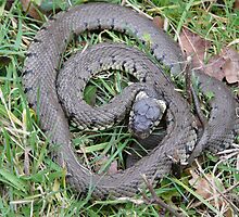 Basking Grass Snake by Richard Durrant