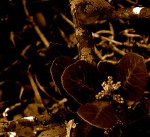 candle in the wind by Danny Savo