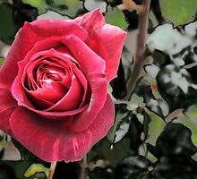 Heaven Scent: Caz's Rose by Melle