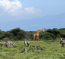 Animal Utopia by Rosie Appleton