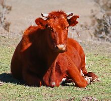 Sitting! by Evita