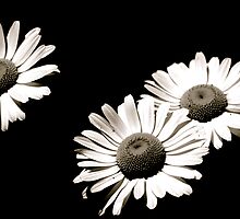 Cliché Black and White by Trenton Purdy