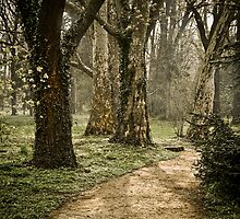 The path by Csaba Jekkel