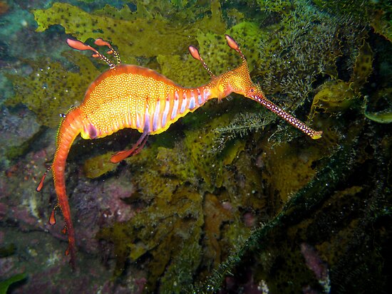 seadragon eating habits seadragons
