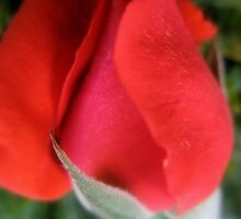 Mary Mary quite contrary how does your garden grow? by Melissa Park