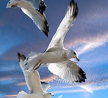 Three seagulls in flight by Anatoliy