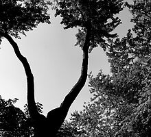 One Two Tree by technodoll