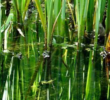 stillness by Jan Stead JEMproductions