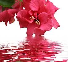 Beauty of Hibiscus by joggi2002