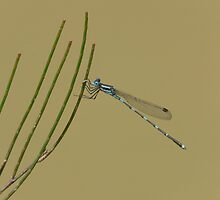 Damselfly, Ischnura heterosticta, overhanging a temporary soak. by peterstreet