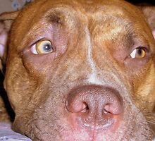 Strong Dog by gayle hoskins-nestor