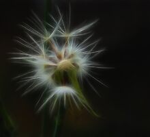 Spent Wishes by JenniferW