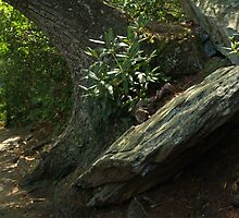 Trail at Chimney Rock, NC by Anna Lisa Yoder