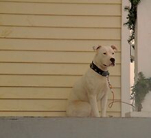 Waiting for Christmas by Billlee
