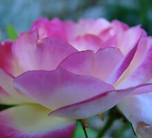shell-like by Jan Stead JEMproductions
