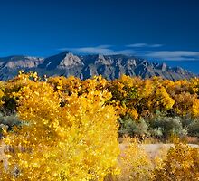 Fall in the Bosque by doorfrontphotos