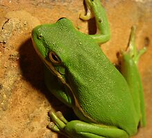 Green Tree Frog. by Ginger Barritt