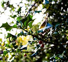 Holly by Jonathon Wilson