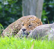 Ambush ! by jdmphotography