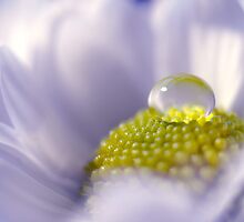 When life offers you a dream so far beyond any of your expectations, is it not reasonable to grieve when it comes to an end? by Claire Penn