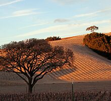 Heart Hill by morphingdreams