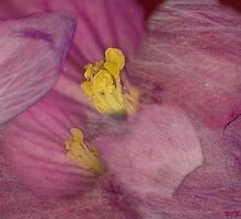 LOOSING THE PINK SAFETY by nonarom