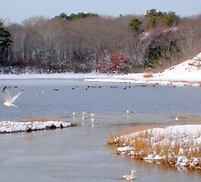 winter birds by Peter Cook
