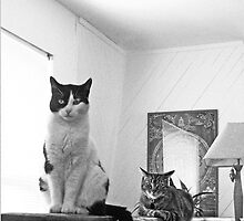 Cats In Position by morphingdreams