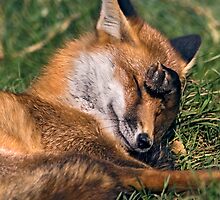 Bashful by Krys Bailey