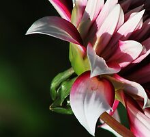 Glorious by Antanas