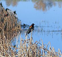 the endangered Tri-Coloured Blackbird by Lenny La Rue, IPA