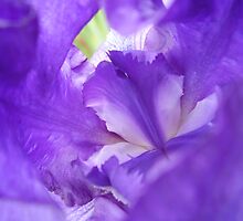 To Henri ... by tonymm6491
